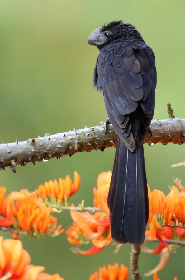 ANI      SMOOTH-BILLED  on Immortelle Tobago.jpg