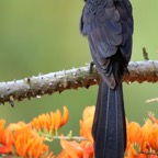 ANI      SMOOTH-BILLED  on Immortelle Tobago.jpg