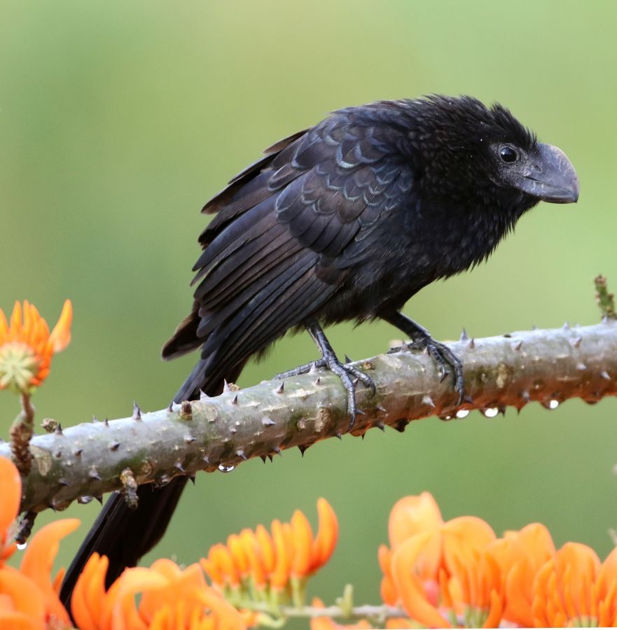 ANI   SMOOTH-BILLED  Tobago.jpg
