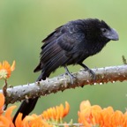 ANI   SMOOTH-BILLED  Tobago.jpg