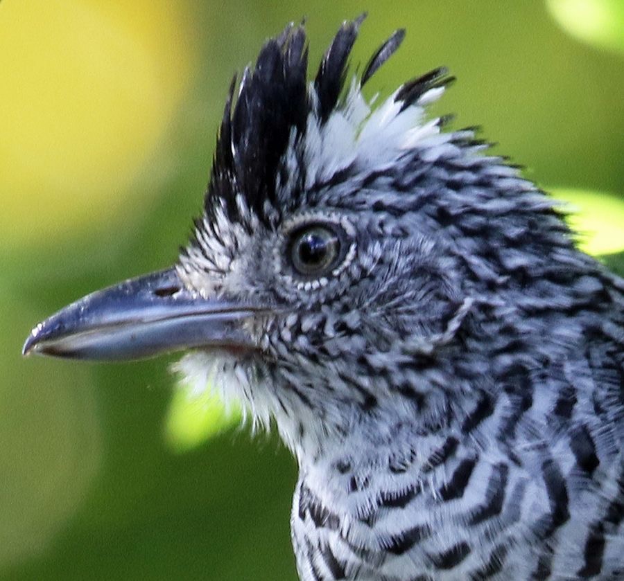 ANTSHRIKE BARRED     male  Tobago.jpg