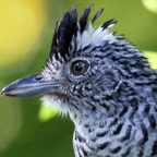 ANTSHRIKE BARRED     male  Tobago.jpg