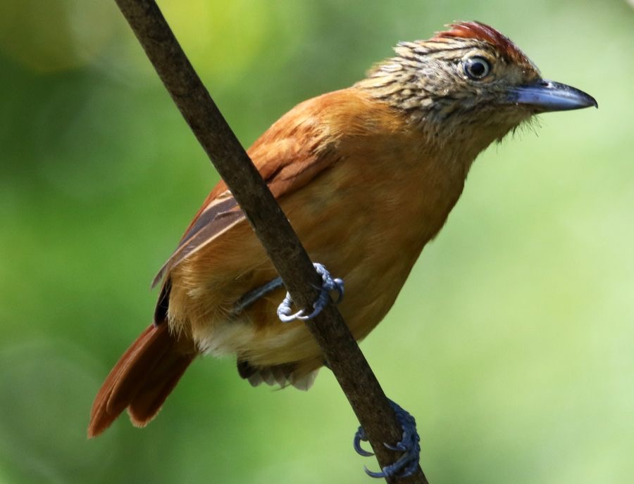 ANTSHRIKE BARRED  female  Tobago.jpg