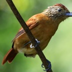 ANTSHRIKE BARRED  female  Tobago.jpg