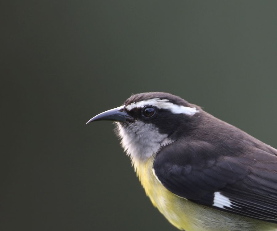 BANANAQUIT Trinidad.jpg