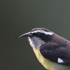 BANANAQUIT Trinidad.jpg