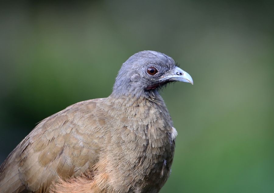CHACHALACA RUFOUS-VENTED   Tobago.jpg
