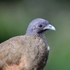 CHACHALACA RUFOUS-VENTED   Tobago.jpg