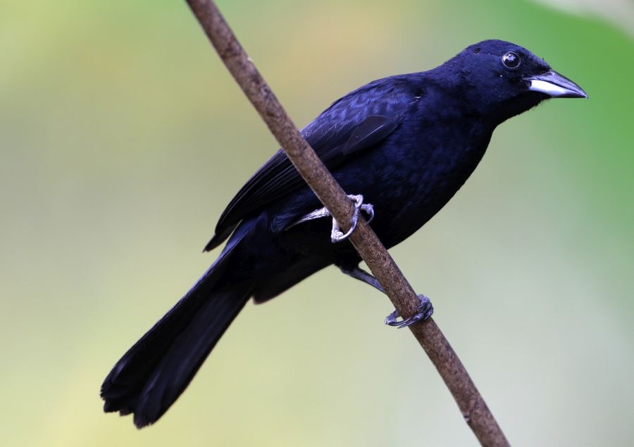 COWBIRD  SHINY  Tobago.jpg