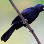 COWBIRD  SHINY  Tobago.jpg