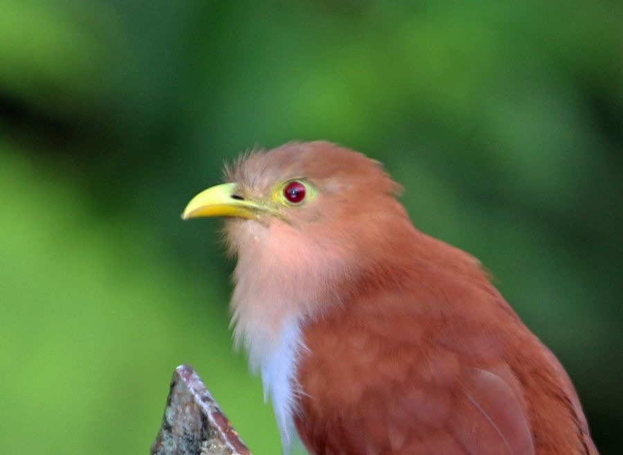CUCKOO.  SQUIRREL  headshot Trinidad.jpg