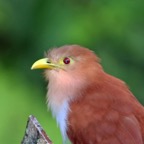 CUCKOO.  SQUIRREL  headshot Trinidad.jpg