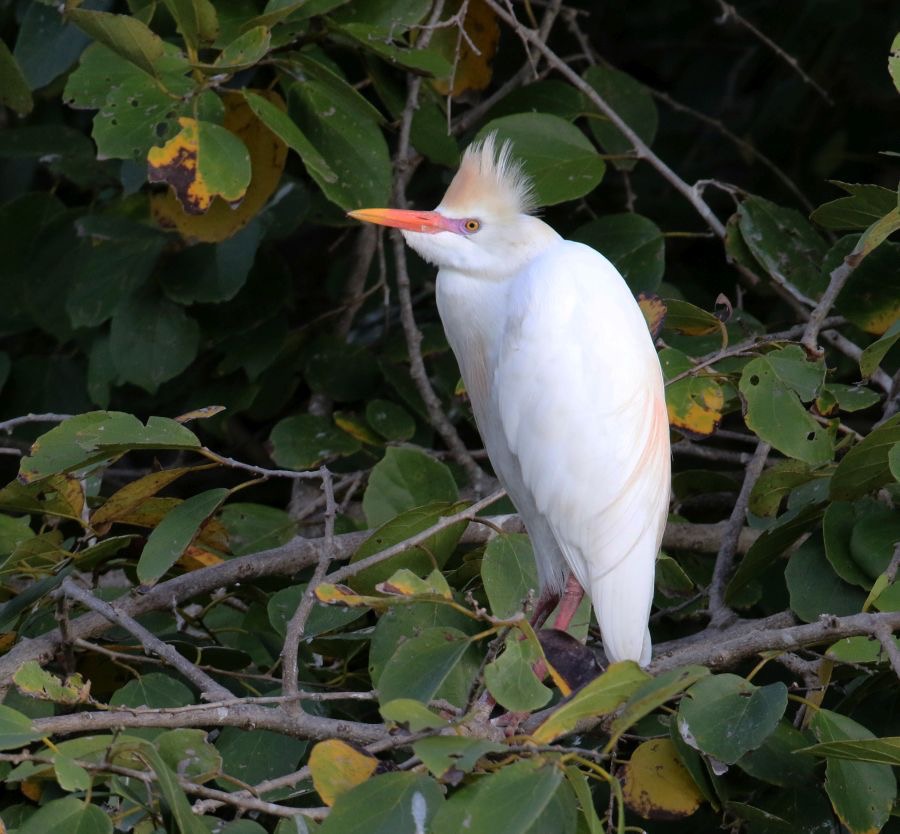 EGRET CATTLE Courtship Plumage.  Tobago.jpg