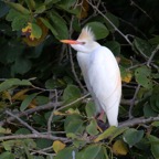 EGRET CATTLE Courtship Plumage.  Tobago.jpg
