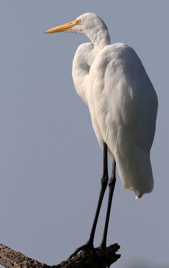 EGRET GREAT  courtship plumage. Tobago.jpg