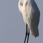 EGRET GREAT  courtship plumage. Tobago.jpg