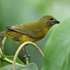 EUPHONIA.  VIOLACEOUS female Trinidad.jpg