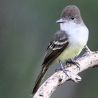 FLYCATCHER BROWN CRESTED Tobago.jpg