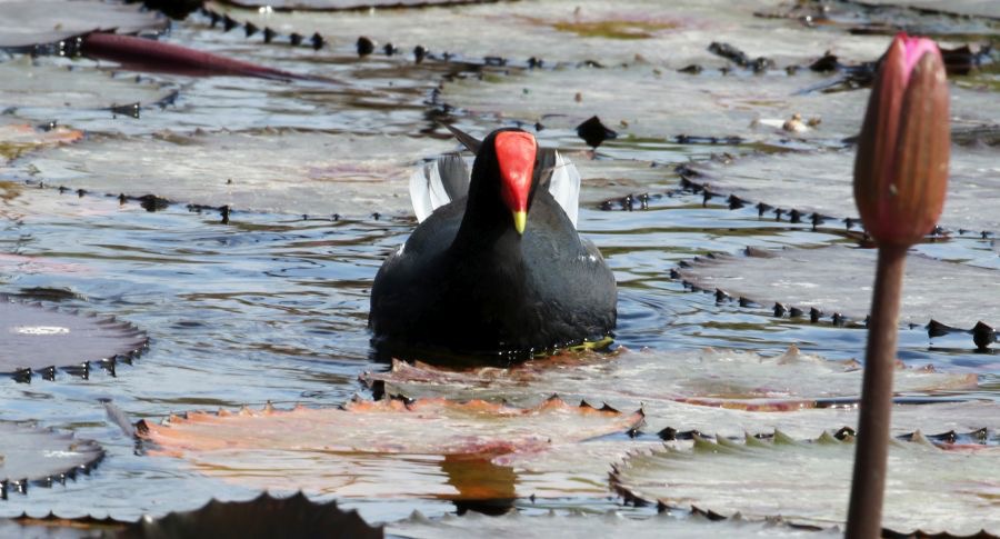 GALLINULE  COMMON     Tobago.jpg