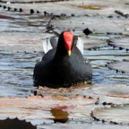 GALLINULE  COMMON     Tobago.jpg