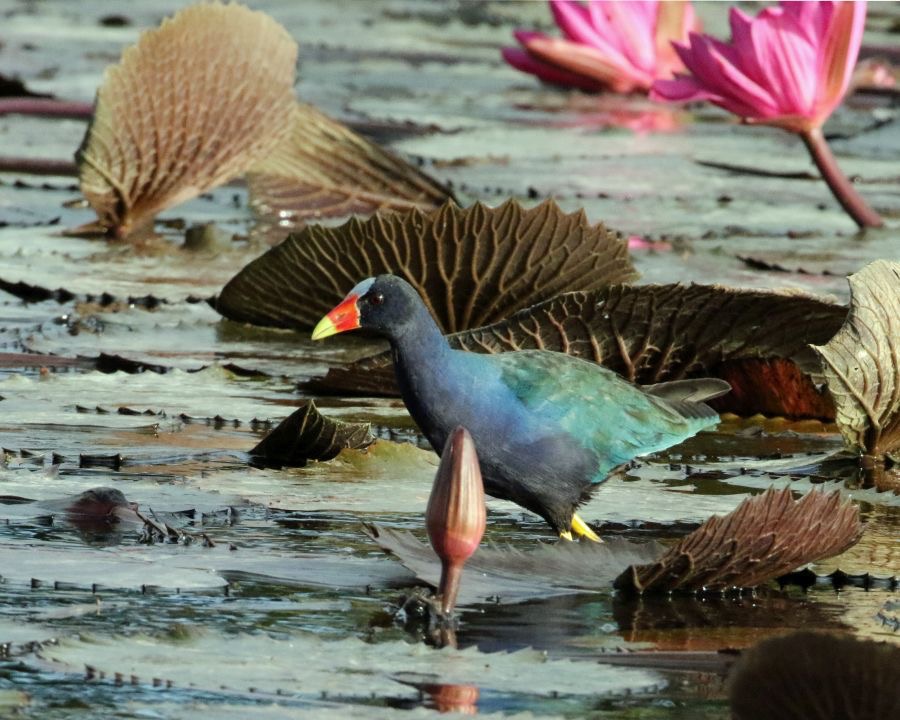 GALLINULE PURPLE  with Water Lilies Tobago.jpg