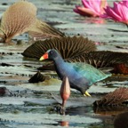 GALLINULE PURPLE  with Water Lilies Tobago.jpg