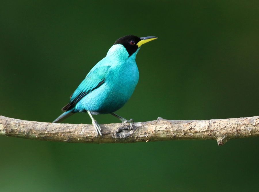 HONEYCREEPER  GREEN  male Trinidad.jpg