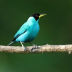 HONEYCREEPER  GREEN  male Trinidad.jpg