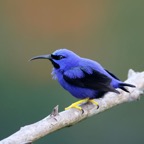 HONEYCREEPER  PURPLE male Trinidad.jpg