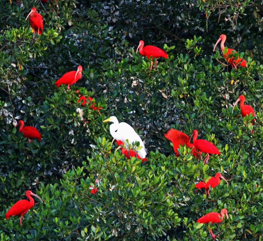 IBIS   SCARLET       at Tree roost with Great Egret.    Trinidad.jpg