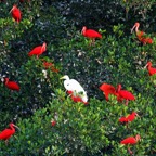 IBIS   SCARLET       at Tree roost with Great Egret.    Trinidad.jpg