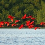 IBIS SCARLET flying close to water. Trinidad.jpg