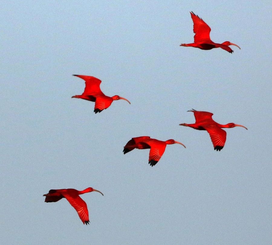 IBIS SCARLET flying in formation  Trinidad.jpg