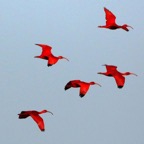IBIS SCARLET flying in formation  Trinidad.jpg