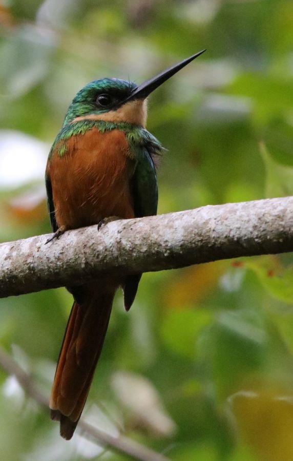 JACAMAR RUFOUS-TAILED   Tobago.jpg