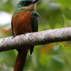 JACAMAR RUFOUS-TAILED   Tobago.jpg