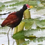 JACANA  WATTLED    Tobago.jpg