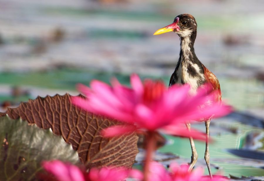 JACANA.  WATTLED  ..immature    Tobago.jpg
