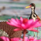 JACANA.  WATTLED  ..immature    Tobago.jpg