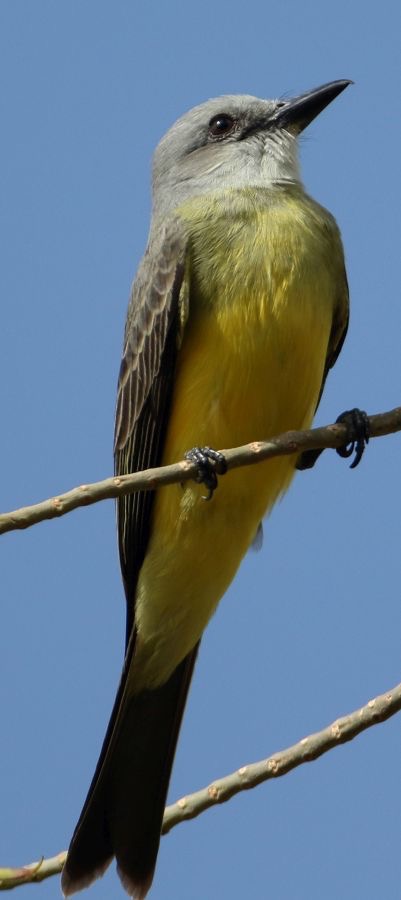KINGBIRD.   TROPICAL   Tobago.jpg
