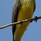 KINGBIRD.   TROPICAL   Tobago.jpg
