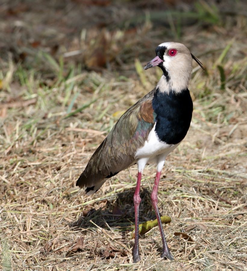 LAPWING  SOUTHERN    Tobago.jpg
