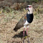 LAPWING  SOUTHERN    Tobago.jpg