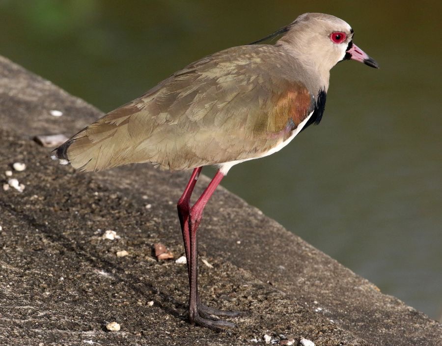 LAPWING..  SOUTHERN    Tobago.jpg