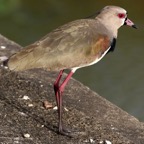 LAPWING..  SOUTHERN    Tobago.jpg