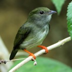 MANAKIN   WHITE BEARDED  female Trinidad.jpg