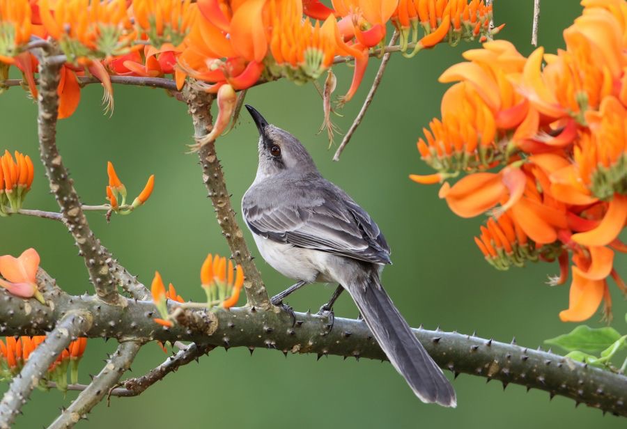MOCKINGBIRD  TROPICAL  on Immortelle Tobago.jpg