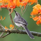 MOCKINGBIRD  TROPICAL  on Immortelle Tobago.jpg