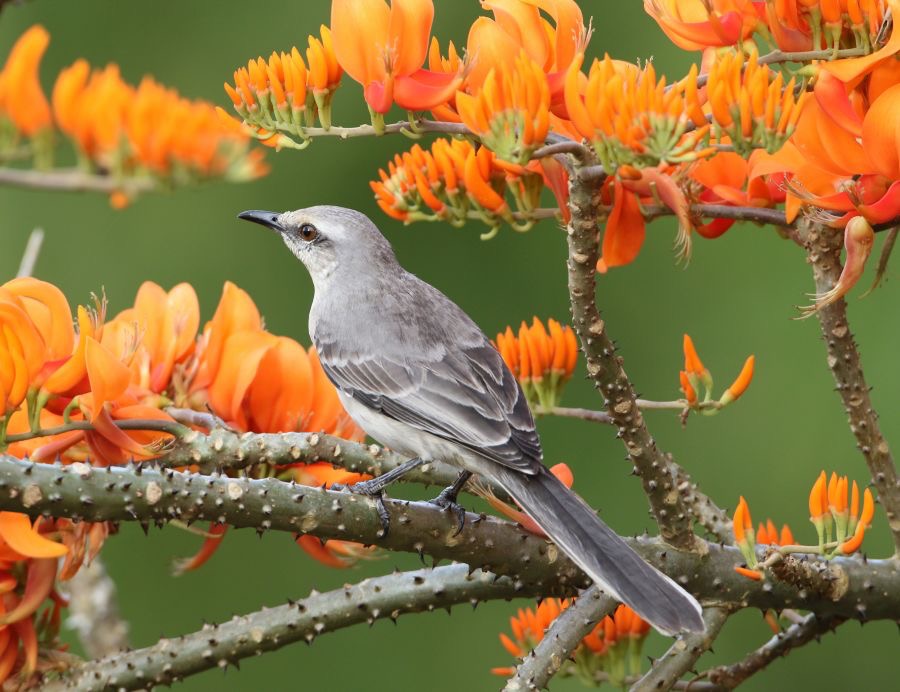 MOCKINGBIRD.  TRPICAL  ,,,Tobago.jpg