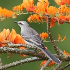 MOCKINGBIRD.  TRPICAL  ,,,Tobago.jpg